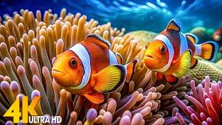 Aquarium 4K Video(Ultra HD)Beautiful Coral Reef Fish - Relaxing Meditation Music for Stress Relief