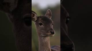 Just checking...#wildlife #wildlifevideography  #animals #wildanimals  #roedeer