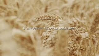 Пшеница и плевел - Юрий Куцан - Вячеслав Бойнецкий