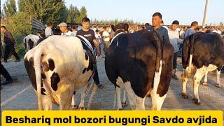 Beshariq mol bozori sigirlar narhlari bilan tanishing 25.08.2024yil