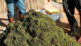 Bulk azolla production at green world foundation organic farm chirara, Jaipur, Rajasthan.