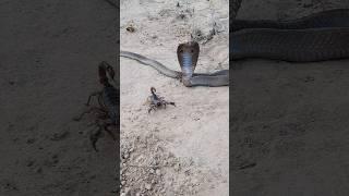 Black Cobra Snake and Scorpion found in the Forest#scorpion #blackcobra#cobra#wildlife #shorts