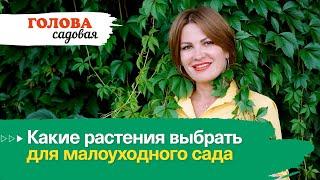 Голова садовая - Какие растения выбрать для малоуходного сада