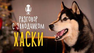 Разговор с заводчиком: хаски // Отличия собак шоу-класса от рабочих хаски / Все ли хаски воют?