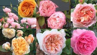 2023 TOP 8 BEST PERFORMING BEAUTIFUL ROSES IN MY GARDEN || PRIME PICK!