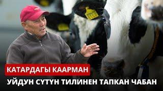 Уйдун сүтүн тилинен тапкан чабан I КАТАРДАГЫ КААРМАН