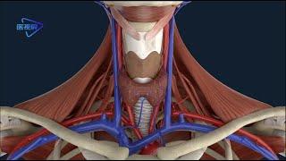 3D Blood vessels of the thyroid/甲状腺的血管