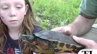 Herp series: Wood turtle - timesleader.com