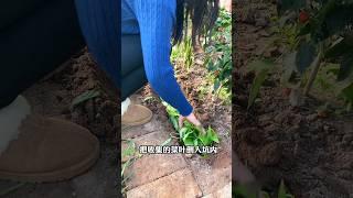 Give your garden a boost! Repurpose fruit and veggie scraps, rotten leaves, and organic fermentation