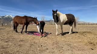 Horse Yoga in the Pasture | Beyond the Saddle: Horses as Healers