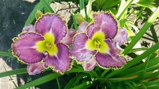 Лилейник Spiny Sea Urchin_ Daylily (Hemerocallis 'Spiny Sea Urchin')