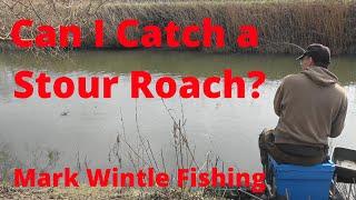 Can I Catch a Stour Roach?