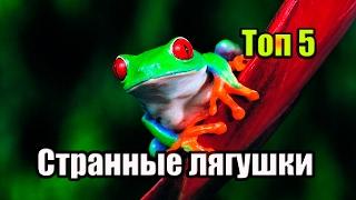 САМЫЕ НЕОБЫЧНЫЕ ЛЯГУШКИ. ТОП 5