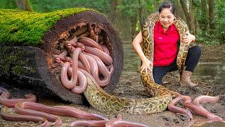 How to Harvest Anaconda Eel & Go to Market Sell | Harvest and Cooking |Tieu Vy Daily Life
