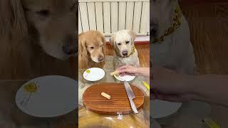狗子：难道我是充话费送的。。。Dog: Could it be that I sent it with phone bills? . . #萌寵#寵物#搞笑#拉布拉多 #doglover