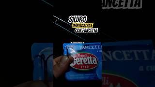 Siluro con pancetta #short #pesca #pescare #siluro #silure #fishing #reelfishing #viral #esca