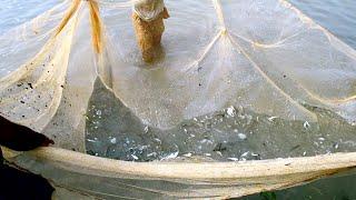 Amazing Chela Fish Catching in a Beautiful Village Pond! #fishing #catchingfish #villagefishing