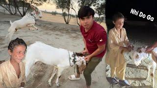 Finally Qurbani Ka Bakra Ly Lia  Bacha Rona Lag Gea | Emotional 