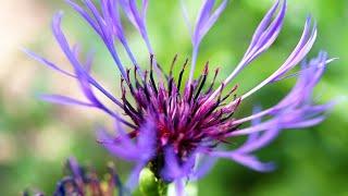 Perennial Cornflower (Centaurea montana)