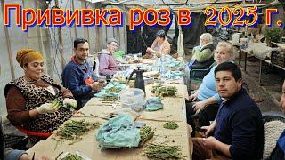 Как Мы Прививаем розы в 2025 году.