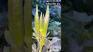 Natural beautiful #vegetables #bhindi #khait #nature #shorts #shortsfeed #sabzi #music #cute @rio