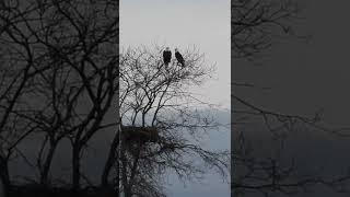 One of my favourite nests to watch - and both bald eagles in residence ️ #baldeagle #shorts