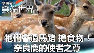 牠們會過馬路 搶食物！ 奈良鹿的使者之尊 - 李四端的雲端世界