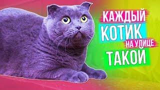 КАЖДЫЙ КОТИК НА УЛИЦЕ ТАКОЙ