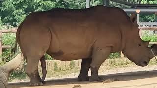 Rare Moment that a White Rhinoceros Exposes its Penis 생식기를 드러내 보이는 흰 코뿔소