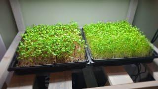 HOW TO GROW MICROGREENS at HOME! SIMPLE, EASY, and DELICIOUS!