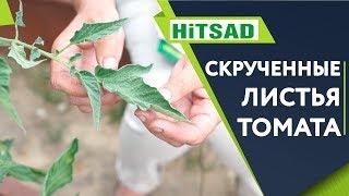 СПАСАЕМ ТОМАТЫ!!!  Скручивание Листьев  Советы От Хитсад ТВ