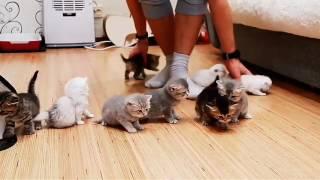 10 kittens