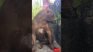 lek Pitbull monster #LEKTHEBESTKENNEL