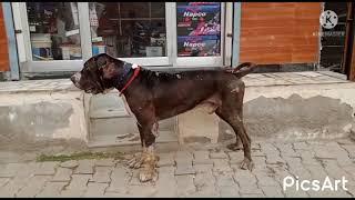 #Indian Mestiff  Bully Kutta Sarpanch S/O Bhallu Open for Stad √℅