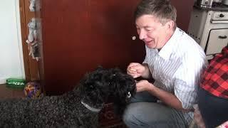 Kerry Blue Terrier is asking for yummy / Керрик клянчит вкусняшки