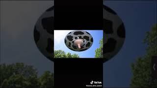Milk - A short film by Penis Productions