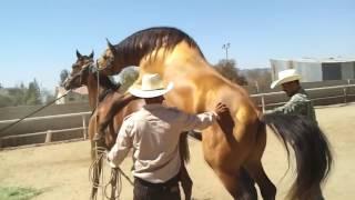 Smart Technology Modern Farming Amazing Techniques Arab White Stallions Horses Breeding Cow and Bull