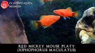 Xiphophorus maculatus THE WITTY RED MICKEY MOUSE PLATY. (Leopard Aquatic E048C)