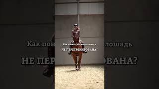 Хочешь знать больше? Приходи в академию @Equitrip #конныйспорт #horse #лошади #equestrian #конники