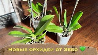 Новые редкости от @zeboorhids : нонлип, бабочка, трилипс #phal #распаковка #orchid #обзорорхидей