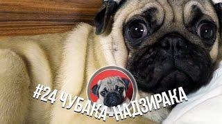 #24 Чубака-надзирака / Watchman pug