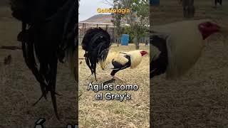 Así somos los Galleros #gallos