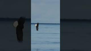 Bald eagle taking several tries to catch a diving duck  #baldeagle #hunting #shorts #raptors