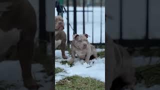 Американские булли Бэлла и Кьяра #americanbully #dog #puppy #cute #animals #art #music