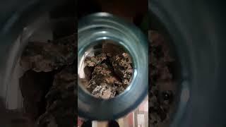 Гравицапа. Гравицапа за 5 рублей! Брага из сахара за 2 дня!