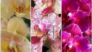 Нові метелики прилетіли#orchids #phalaenopsis#орхидеи#бабочки