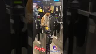 Проходим, билетик оплачиваем 
