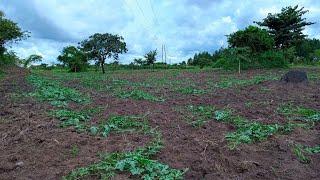 The Right Watermelon Spacing for a Bountiful Harvest in Uganda!