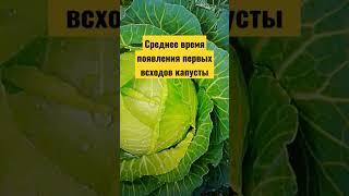 #огород #дача #сад Не всходит капуста?