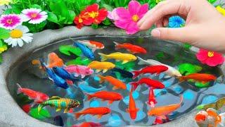 Unboxing IKan Hias Warna Warni,Ikan Cupang,Ikan Koi,Ikan Komet,Ikan Koki,Kura Kura Brazil,Gupy